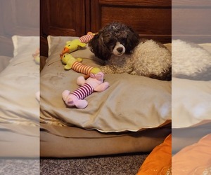 Poodle (Miniature) Dogs for adoption in SPRINGDALE, AR, USA