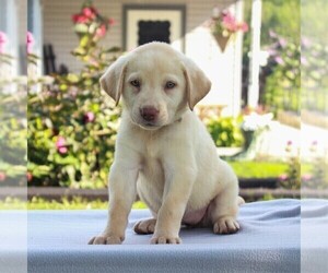 Labrador Retriever Puppy for sale in MYERSTOWN, PA, USA