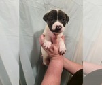 Puppy Poutine Boxer-Chinese Shar-Pei Mix