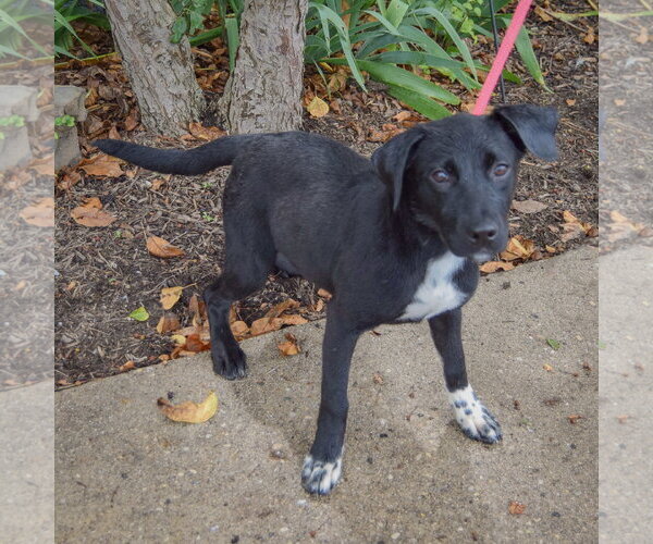 Medium Photo #2 Border Collie-Unknown Mix Puppy For Sale in Huntley, IL, USA