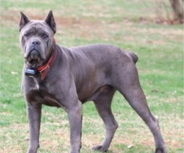 Medium Photo #1 Cane Corso Puppy For Sale in CLARKRANGE, TN, USA