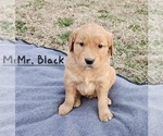 Small Photo #4 Golden Retriever Puppy For Sale in MORRILL, KS, USA
