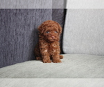 Small Photo #7 Poodle (Miniature) Puppy For Sale in WASHINGTON, DC, USA