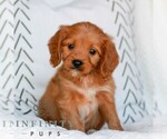 Small #1 Cavapoo (Miniature)