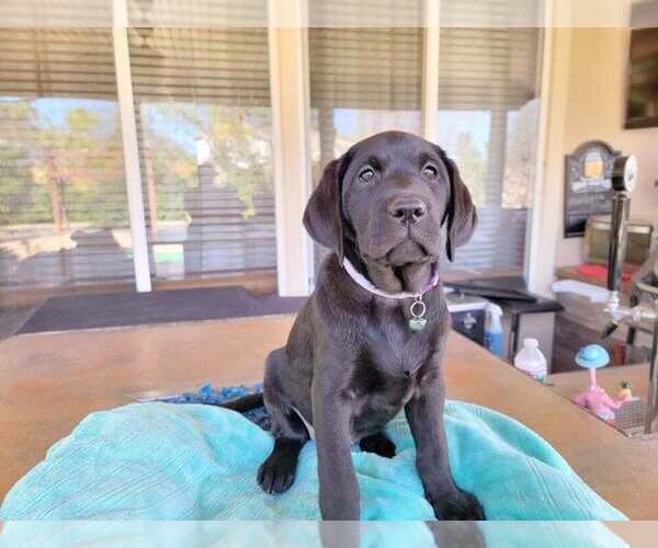Medium Photo #7 Labrador Retriever Puppy For Sale in MURRIETA, CA, USA