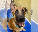 Small #1 Anatolian Shepherd-German Shepherd Dog Mix
