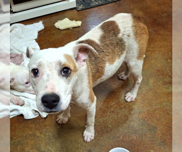 Medium Photo #2 Staffordshire Bull Terrier-Unknown Mix Puppy For Sale in Mountain View, AR, USA