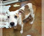 Small #1 Staffordshire Bull Terrier Mix
