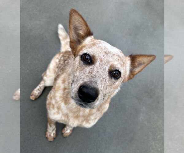 Medium Photo #3 Mutt Puppy For Sale in Salinas, CA, USA