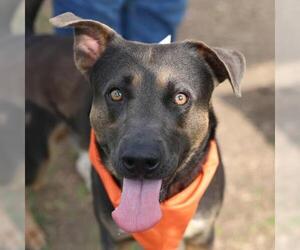 Labrador Retriever-Unknown Mix Dogs for adoption in San Antonio, TX, USA