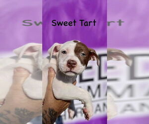 Boxer-Unknown Mix Dogs for adoption in Mooresville, NC, USA