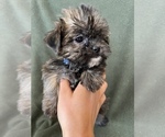 Small Photo #2 Shorkie Tzu Puppy For Sale in FREDERICK, MD, USA