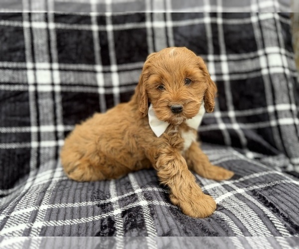 Medium Photo #3 Cock-A-Poo Puppy For Sale in LAKELAND, FL, USA