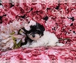 Small Photo #5 Maltipoo Puppy For Sale in NEW PROVIDENCE, PA, USA