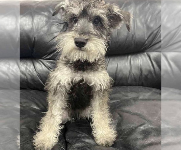 Medium Photo #1 Wire Hair Snauzer Puppy For Sale in CHESAPEAKE, VA, USA