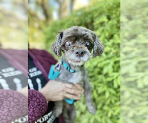 ShihPoo Dogs for adoption in Pittsburg, CA, USA