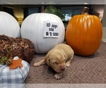 Small Photo #2 Labrador Retriever Puppy For Sale in KATHLEEN, GA, USA