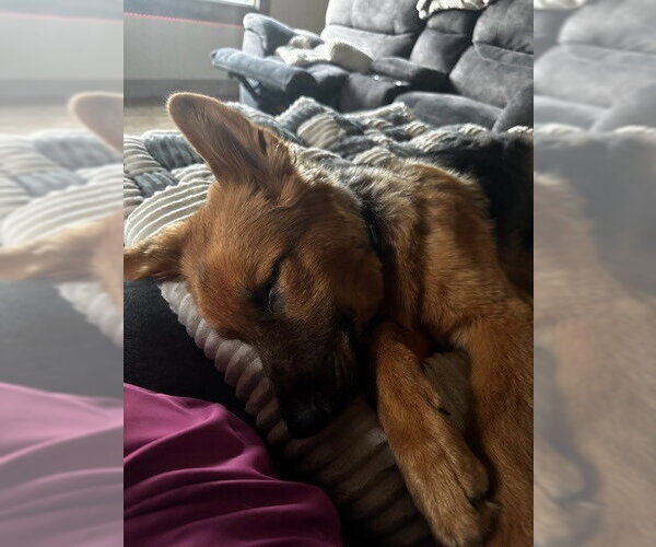 Medium Photo #5 German Shepherd Dog Puppy For Sale in Kansas City, MO, USA