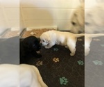 Small #1 Labrador Retriever