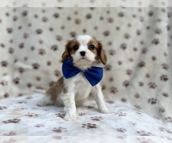 Medium Photo #4 Cavalier King Charles Spaniel Puppy For Sale in LAKELAND, FL, USA