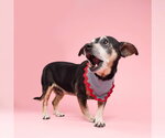 Small #2 Chiweenie