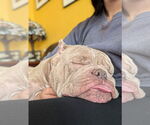 Small #10 Bulldog Mix