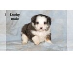 Puppy Lucky Aussiedoodle Miniature 
