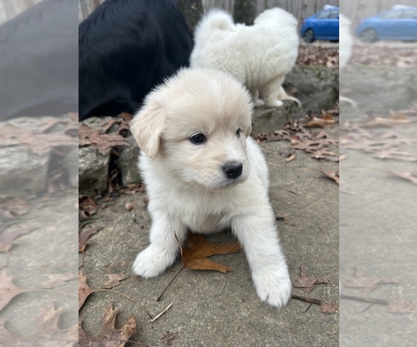 Medium Photo #3 Newfoundland-Samoyed Mix Puppy For Sale in ODENTON, MD, USA