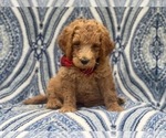 Small Photo #4 Goldendoodle-Poodle (Standard) Mix Puppy For Sale in LAKELAND, FL, USA