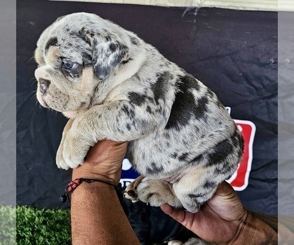 Medium Photo #2 English Bulldog Puppy For Sale in CHICAGO, IL, USA