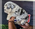 Small #1 English Bulldog