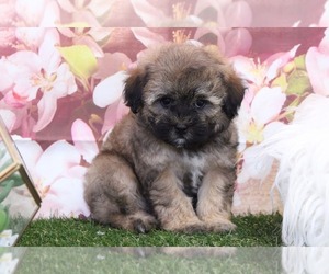 Shih-Poo Puppy for sale in MARIETTA, GA, USA