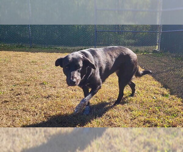 Medium Photo #1 Labrador Retriever-Unknown Mix Puppy For Sale in Springfield, MA, USA