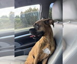Small #1 Boxer