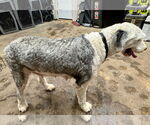 Small #1 Old English Sheepdog