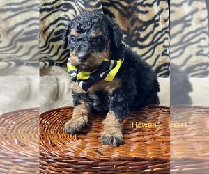 Bernedoodle (Miniature) Puppy for sale in CRAWFORDSVLLE, IA, USA