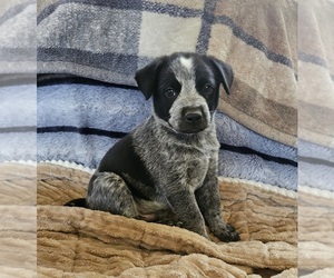 Australian Cattle Dog Puppy for sale in HAUSER, ID, USA
