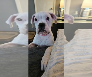 Boxer Puppy for sale in HIGHLAND LAKES, NJ, USA