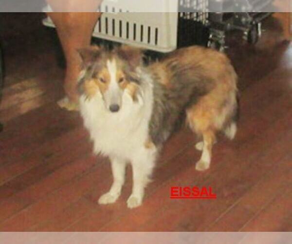 Medium Photo #1 Shetland Sheepdog Puppy For Sale in SOLON, ME, USA
