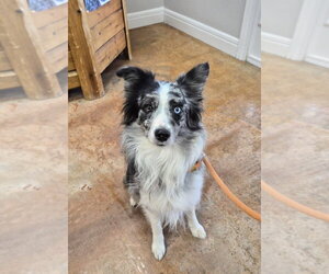 Australian Shepherd Dogs for adoption in Bolivar, MO, USA