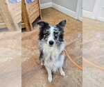 Small Australian Shepherd