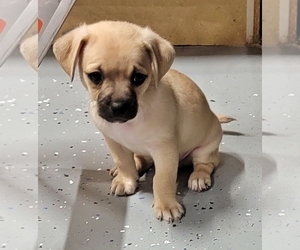 Chug Puppy for Sale in DESERT HOT SPRINGS, California USA