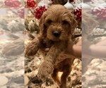 Small #2 Goldendoodle (Miniature)