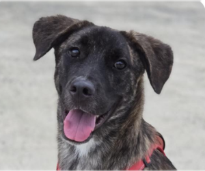 Mutt Dogs for adoption in San Ramon, CA, USA