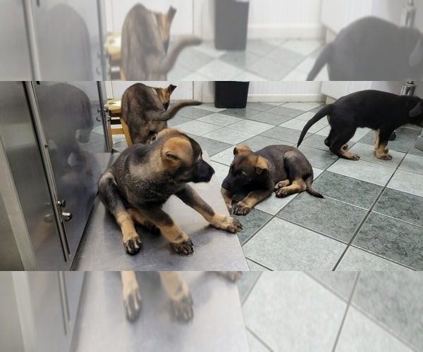 Medium Photo #6 German Shepherd Dog Puppy For Sale in VAN BUREN, AR, USA