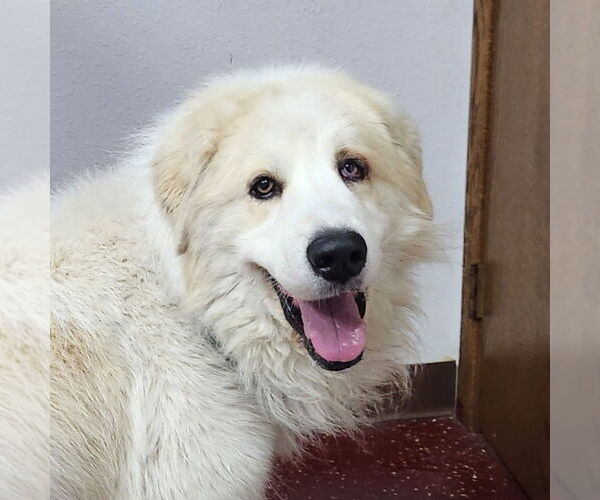 Medium Photo #3 Great Pyrenees-Unknown Mix Puppy For Sale in Fargo, ND, USA