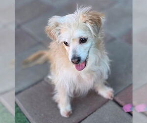 Curly - Male Mutt Dog for Adoption - Photo #2
