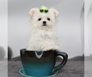 Maltese Puppy for sale in LOS ANGELES, CA, USA