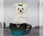 Image preview for Ad Listing. Nickname: Micro Mushroom