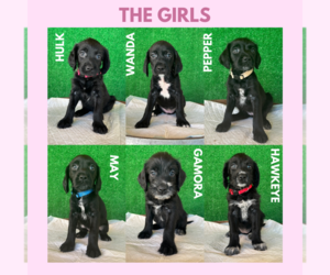 German Shorthaired Pointer-Goldendoodle Mix Puppy for sale in MIAMI, FL, USA
